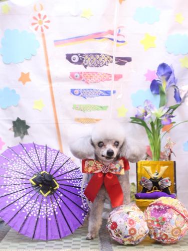 20240508サージュちゃん